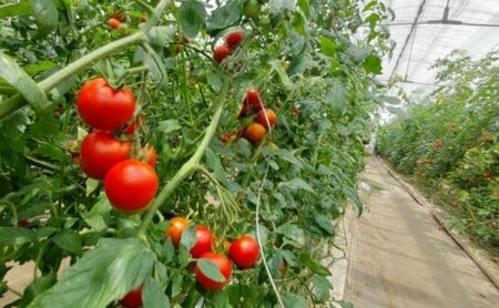 トマト フルーツトマト  3.6kg～5.4kg 3箱 フルティカ 藤沢市 野菜 とまと ミニトマト ハウス栽培