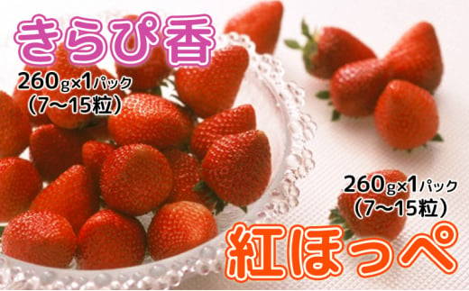 【2025年1月中旬より順次発送】いちご 食べ比べ セット （きらぴ香 ・ 紅ほっぺ   260g×各1パック） 合計 2パック【配送不可：離島】 [№5786-5095]