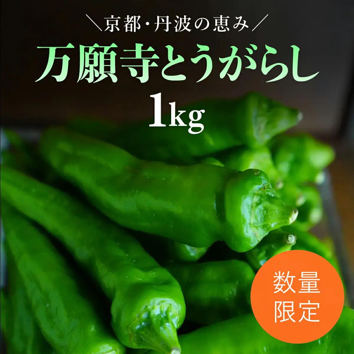 ＜先行予約！2026年6月上旬以降順次発送予定＞万願寺とうがらし(1kg) 京野菜 野菜 旬の野菜 万願寺とうがらし 伝統野菜 京都 【fc-DB007】【夜久野 清雫】