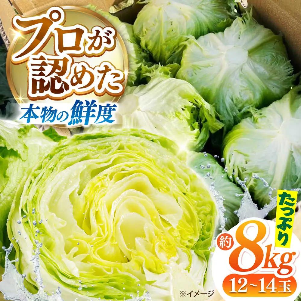 2026年 12月-発送 レタス約8kg [SGU005] レタス