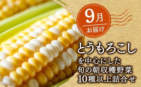 【ニセコ町産】旬の野菜詰合せ3回セット(頒布会)  2024年8月～10月発送 【先行予約】