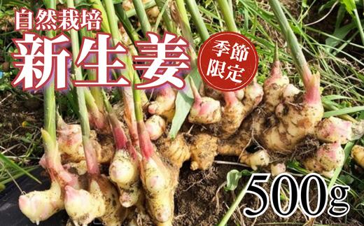 〈先行予約受付中〉自然栽培 新生姜 500g ( 自然栽培 農薬 化学肥料不使用 高知県 )