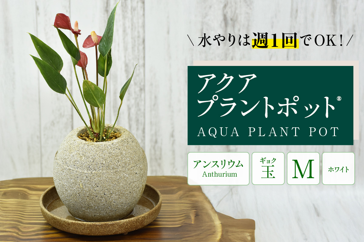 アクアプラントポット®　玉Ｍ（ホワイト） 植木鉢　アンスリウム（3800）