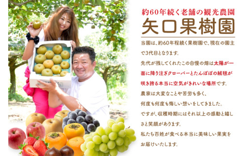 【8月中旬より発送】【数量限定】訳あり 甘梨（なし） 約3㎏（茨城県共通返礼品／かすみがうら市）【果物 くだもの フルーツ 梨 ナシ なし 採れたて 新鮮 完熟 わけあり 期間限定 産地直送 茨城県 水戸市】（FW-8）