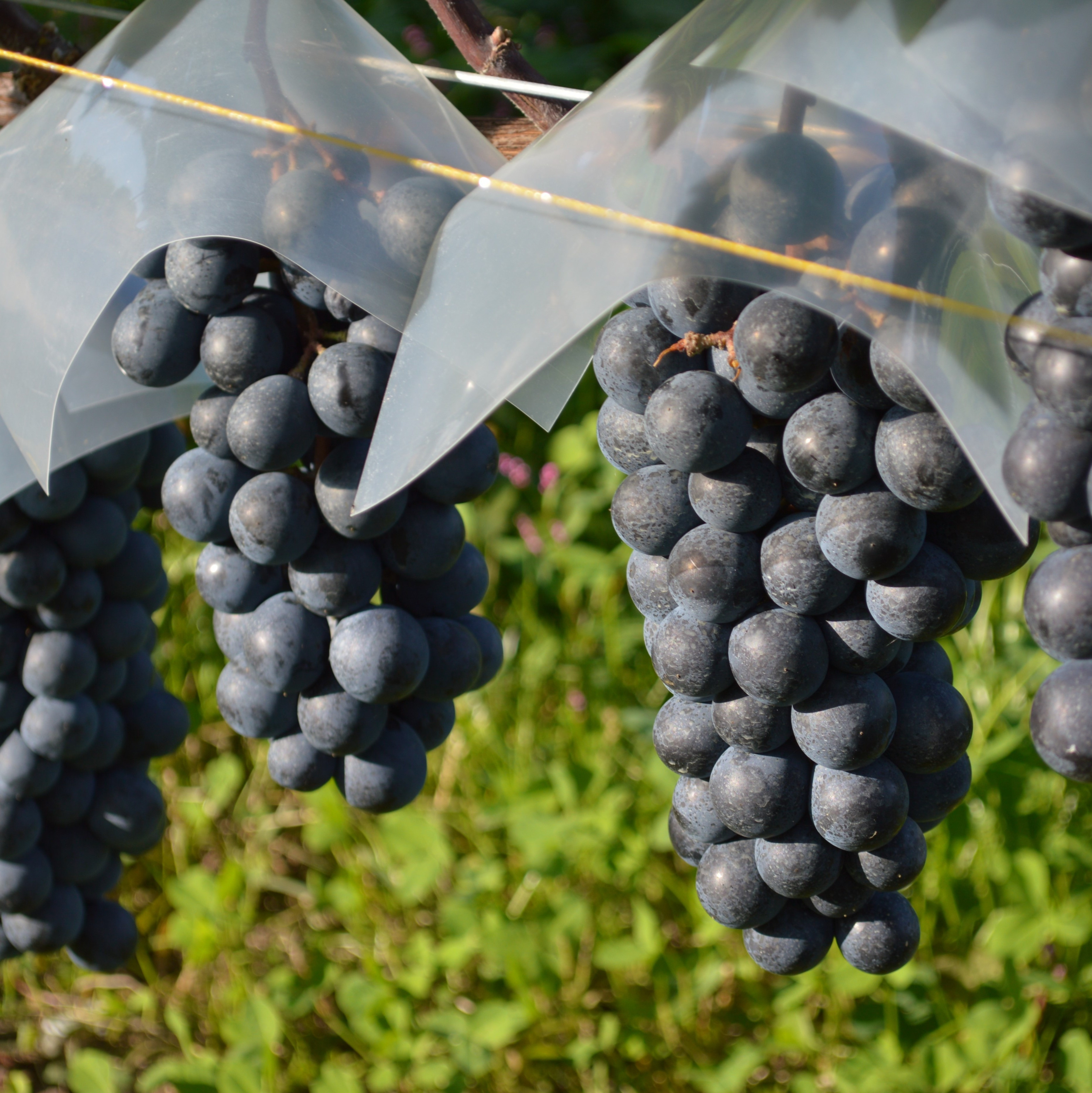 サクラアワード2024　金賞受賞ワイン「マスカット・ベーリーＡ樽熟成2021」赤ワイン2本セット 【1986】