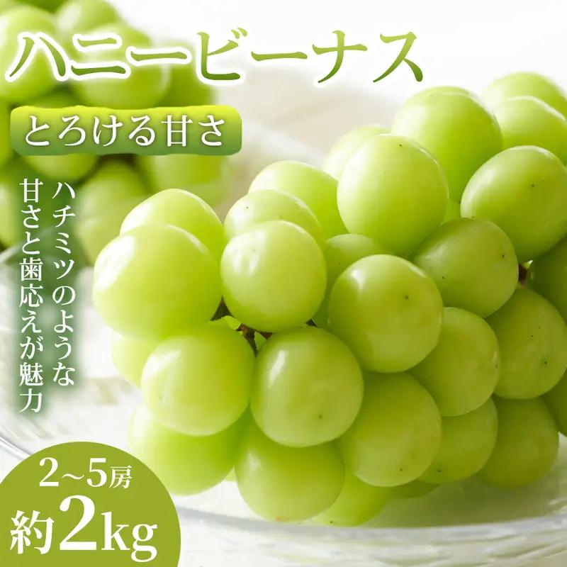 【とろける甘さ】熊本県産ハニービーナス 2～5房(約2kg) 1箱 ハニービーナス ぶどう フルーツ 高級 大粒 甘い 濃厚 ギフト 贈答用 家庭用 お取り寄せ 熊本県