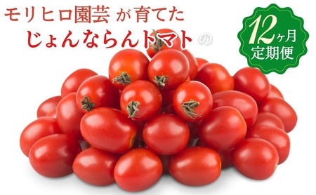 モリヒロ園芸が育てたじょんならんトマトの12ヶ月定期便 野菜 ミニトマト 
