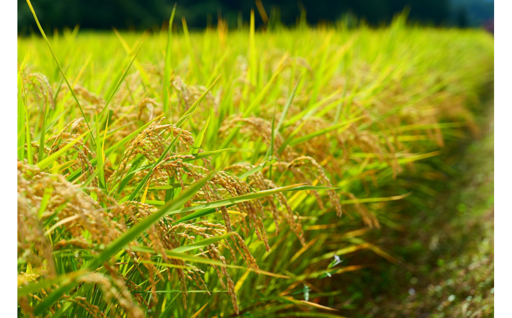 【令和７年産】新米 宮城県美里町産 ひとめぼれ 精米 5kg（5kg×１袋）