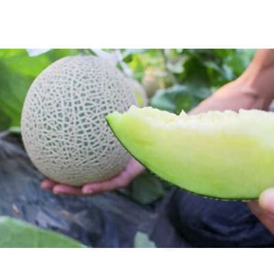 【2025年12月より順次発送】カツジファームのメロンLL2玉(専用箱入り)