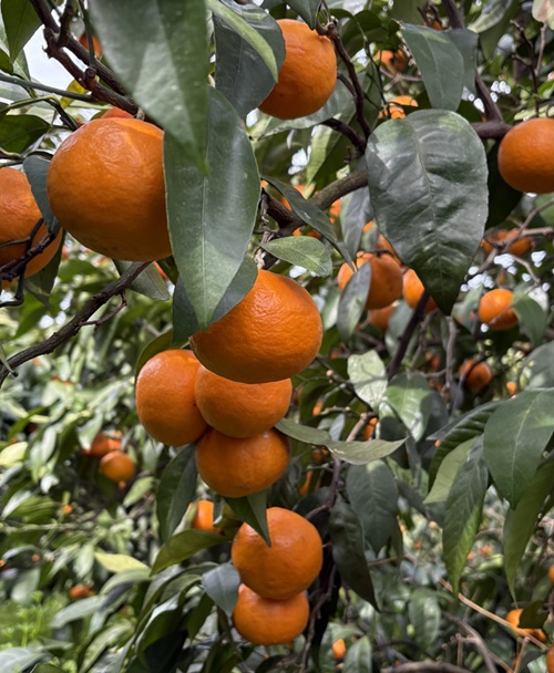 南津海 サイズミックス 約5kg ご家庭用 みかん 愛媛 人気 柑橘 伊豫果園 伊予市｜B388