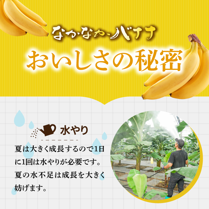 【6回定期便】【皮ごと食べられる！】なかなかバナナ 5本〈7月〜9月は発送停止〉 / バナナ フルーツ 果物 定期便 フルーツ定期便 / 南島原市 / ミナサポ [SCW048]_イメージ3
