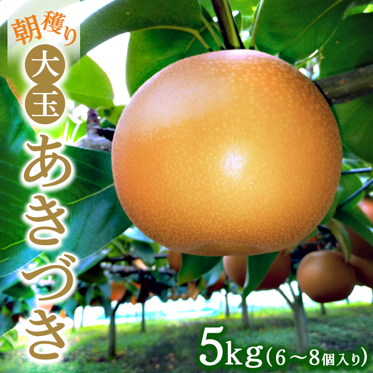 朝穫り 大玉【あきづき】5kg 6個～8個入り【9月15日受付終了】 梨 なし フルーツ 果物 数量限定 ※2025年9月中旬～9月下旬頃に順次発送予定 ※離島・沖縄への配送不可