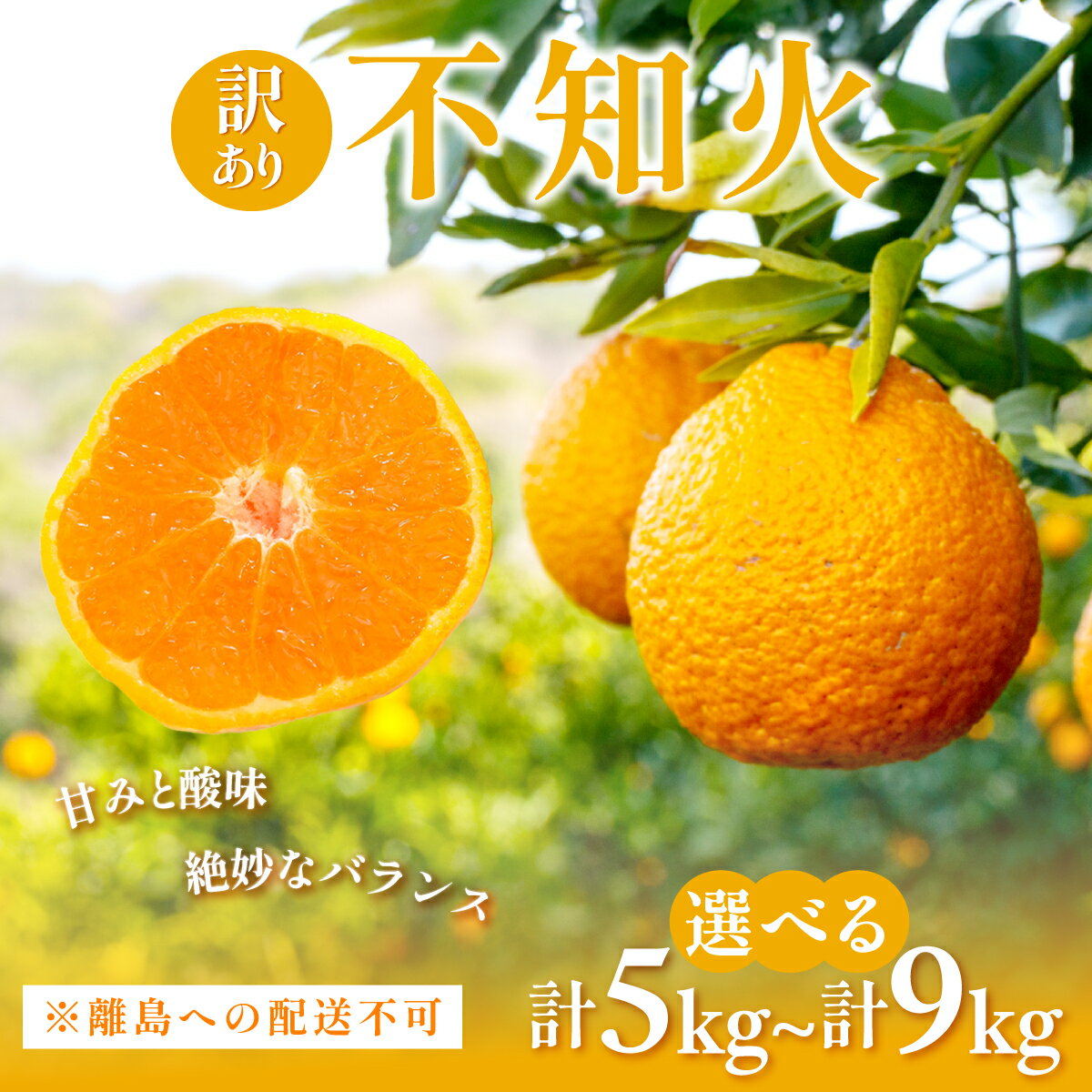 【ふるさと納税】【先行予約】訳あり 不知火 選べる 計5kg ～ 計9kg ※離島への配送不可（2026年2月中旬頃より順次発送予定） 【 ふるさと納税 人気 おすすめ ランキング 柑橘 みかん ミカン フルーツ 果物 デコポンと同品種 愛媛県産 愛媛県 伊方町 送料無料 】IKTAC030