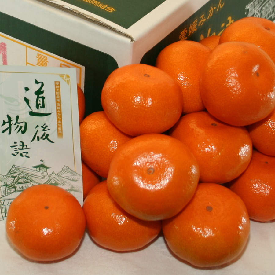 温州みかん　＜道後物語＞