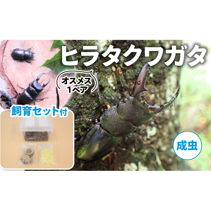 【配送期間は2026年6月下旬～8月上旬に随時配送】ヒラタクワガタ（成虫）オスメス１ペア飼育セット付 生き物 昆虫 男の子 子供 飼育観察 大型 夏休み 自由研究 自然 環境 学習 孫 プレゼント 