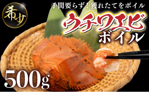ウチワエビ（ボイル）500g(7尾前後)｜海老 えび 国産 東洋町産 セット ゆで 茹で うちわえび  新鮮 海鮮 高知県 東洋町 四国 お取り寄せ 送料無料 S246