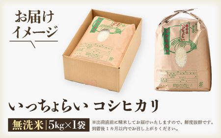 【先行予約】【令和6年産新米】【一等米】いっちょらい 無洗米 5kg ／ 福井県産 ブランド米 コシヒカリ ご飯 白米 新鮮 大賞 受賞 ※2024年9月中旬より順次発送