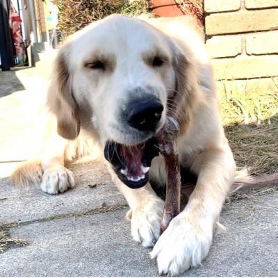 ふるさと納税 みやき町 犬の噛むおやつ☆天然いのししの骨ガム☆大型犬向け_SS750 |  | 03