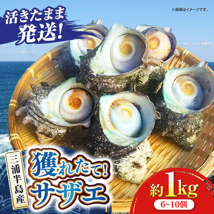 サザエ 1.0kg 6～10個 三浦半島 さざえ 栄螺 獲れたて 新鮮 つぼ焼き アウトドア BBQ バーベキュー おつまみ ツマミ 貝 海鮮 魚介 魚介類 旬 おかず 活 活サザエ　【 魚貝類 直送 美味しい お祝い 】