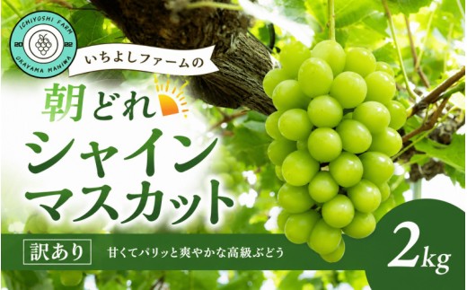【2026年先行予約】シャインマスカット 2kg(3~4房)種無し 訳あり＜除草剤不使用＞岡山産いちよしファームの朝どれシャインマスカット / マスカット ぶどう 葡萄 果物 くだもの フルーツ 種無し しゃいんますかっと 数量限定 産地直送 農家直送 旬 甘い 真庭市【icys002-01】