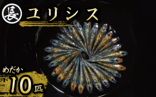 129-14 ユリシス オス メス ランダム 10匹 めだか メダカ 飼育 インテリア 生物 生き物 生体 趣味 室内 元気なメダカ 黄色 オレンジ 青 ラメ 美しい 綺麗  生魚 魚 いきもの 鑑賞