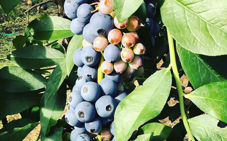 青い宝石 国産 急速冷凍ブルーベリー 計約1kg（約500g×2袋） 果物 くだもの フルーツ ぶるーべりー 熊本県 菊陽町【アグファーム株式会社】[BHCX005]