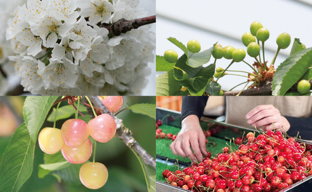 ＜ 先行予約 ＞ 山形県産 さくらんぼ （ 佐藤錦 ・ 紅秀峰 ） 秀品 L以上 1kg (500g×2) 【2026年6月下旬から7月上旬発送】 山形県 果物 フルーツ 初夏 夏 送料無料