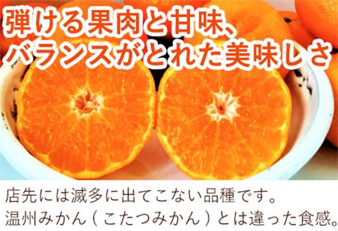 『予約受付』口之津(くちのつ)39号みかん (ハウス栽培) 唐津産 3kg【令和7年1月下旬発送】浜王(はまおう) フルーツ 果物 柑橘 かんきつ