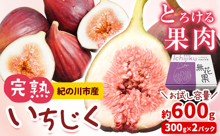 いちじく 完熟いちじく 約600g (300g×2パック) お試し パック いちじく イチジク 無花果 紀の里農業協同組合《2025年9月上旬-11月上旬頃出荷》 和歌山県 紀の川市 青果物 果物 くだもの フルーツ スイーツst-p