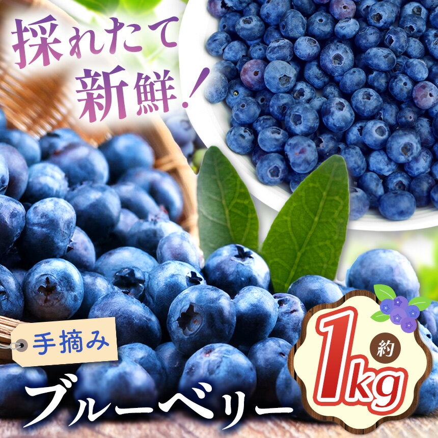 【ふるさと納税】ブルーベリー 約1kg【2026年先行予約】 | 果物 くだもの 果実 フルーツ ブルーベリー 手摘み ジューシー 長野県 松川村 北アルプス 信州