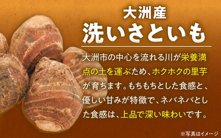 【9月下旬より順次発送】大洲産洗い里芋（水入り）500g×4袋 愛媛県大洲市/沢井青果有限会社 [AGBN033]野菜 里芋 さといも 