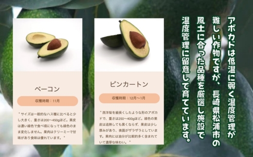 完熟国産アボカド「御厨(みくりや)アボカド」2玉～3玉( アボカド 国産 御厨アボカド 果物 )【149-0002】