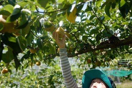 完熟採り　もりやま梨（幸水）3キロ