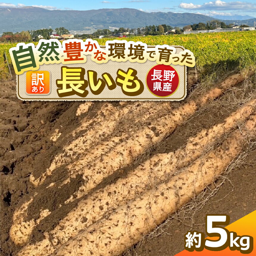【ふるさと納税】信州松本産 たつやのキモチ 長いも 訳あり 5kg ｜長芋 長いも ながいも 野菜 とろろ サラダ 新鮮 自然 素材 信州 長野県 松本 ふるさと納税