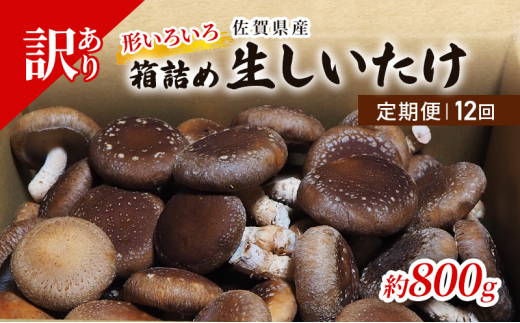 定期便 12ヶ月 訳あり しいたけ 佐賀県産 箱生しいたけ 約800g 訳アリ 椎茸 きのこ 12回 お楽しみ