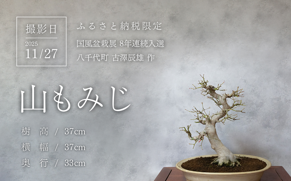 【1点物】 盆栽 もみじ （紅千鳥） (8) 国風盆栽展 入選 作家 古澤辰雄 ⑧もみじ（紅千鳥）取木６年