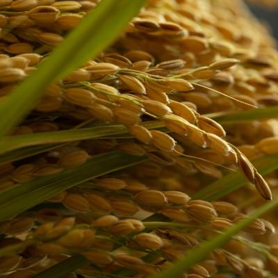 ふるさと納税 与謝野町 令和7年産米　京都府産「京の豆っこ米」10kg　有機肥料使用　おいしい丹後のコシヒカリ　農家直送 |  | 01