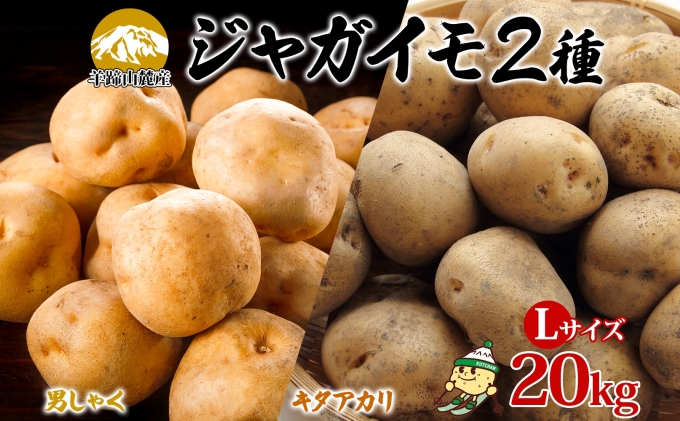 北海道産じゃがいも 男爵 キタアカリ各約10kg Lサイズ ジャガイモ 男爵いも 北あかり 馬鈴薯 ポテト 根菜 常備野菜 産直 国産 JAようてい 送料無料 北海道北海道のジャガイモ 食品 