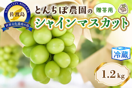 佐渡産 贈答用大房シャインマスカット1.2kg（2房入り）
