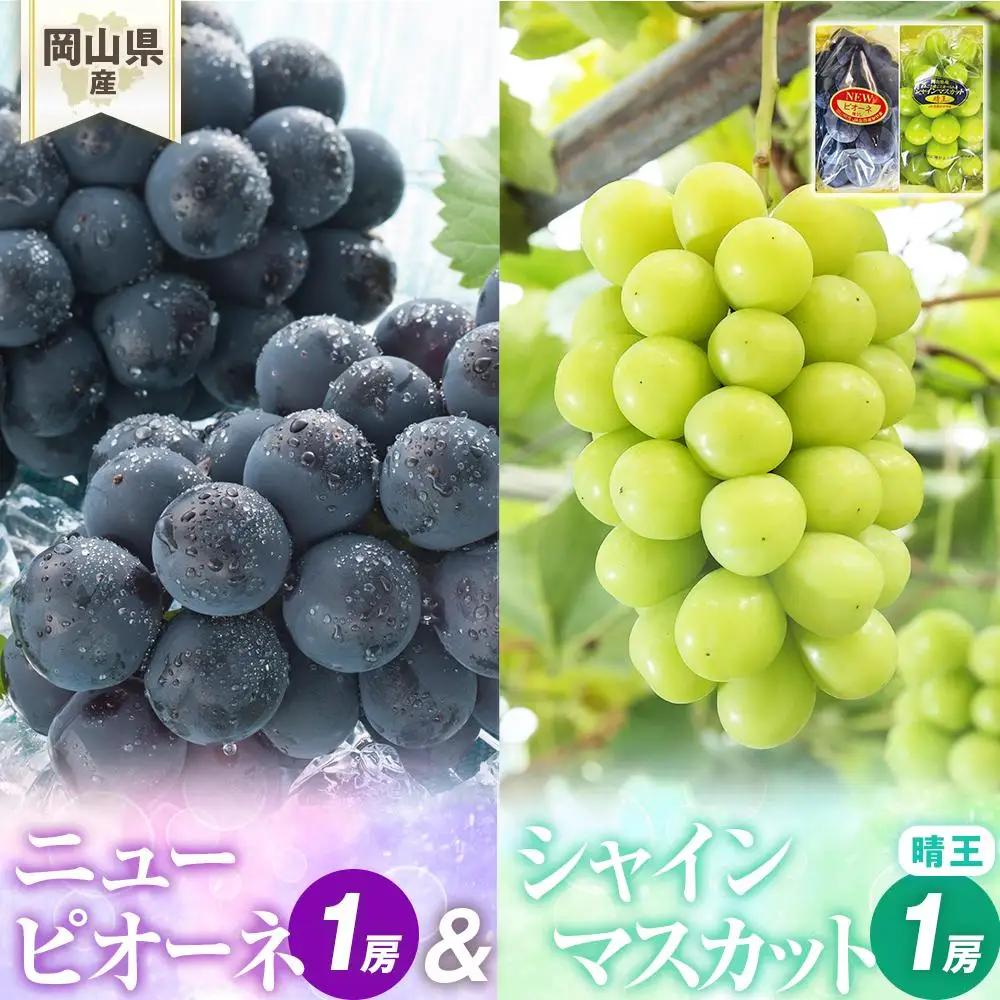 ぶどう 2026年 岡山県産 詰合　ニュー ピオーネ 1房(480g以上)  シャインマスカット 『晴王』1房(480g以上)  化粧箱 入り  |  葡萄 シャインマスカット フルーツ 果物 くだもの フレッシュ 国産 岡山 食品 人気 おすすめ 送料無料 ギフト 贈り物 贈答品