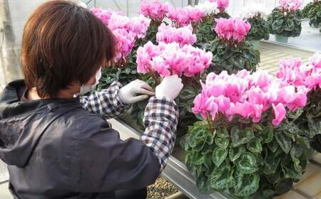 シクラメン 1鉢( 6寸鉢 )クリスマス 冬の花 鉢植え 6寸 1鉢 高品質 国内産 国産 花 生花 観賞 プレゼント 贈り物 ギフト 岩手県 北上市 舶来屋 E0312