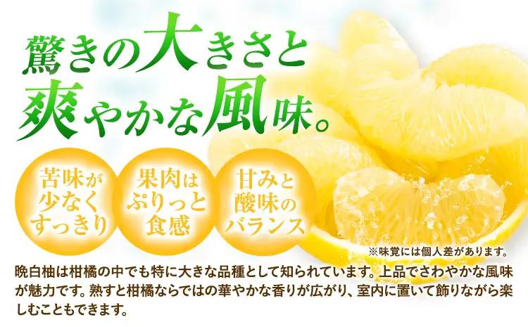柑橘 晩白柚 L 2玉 3kg 日本フルーツ株式会社