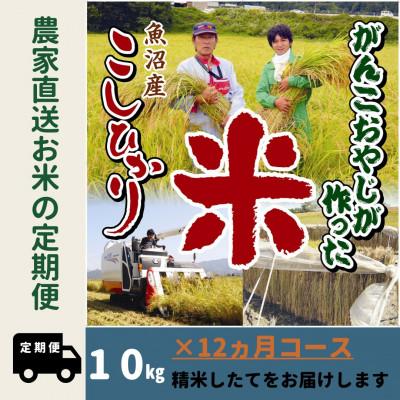 ふるさと納税 南魚沼市 【毎月定期便】がんこおやじが作った南魚沼産コシヒカリ白米10kg全12回