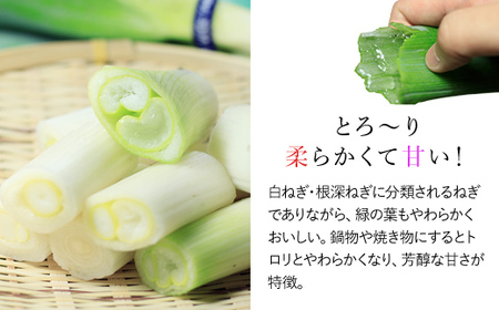 岩津ねぎラー油 【3個セット】 食べるラー油 ご当地 おすそ分け ピリ辛 ご飯のお供 ごま油 道の駅 ネギラー油 辣油 万能調味料 リピーター続出 辛さマイルド アレンジ可能 ラーメン 餃子 冷や奴 