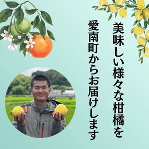 訳あり 愛南ゴールド ( 河内晩柑 ) 8kg 青果市場 発送:2026年 4月～なくなり次第終了