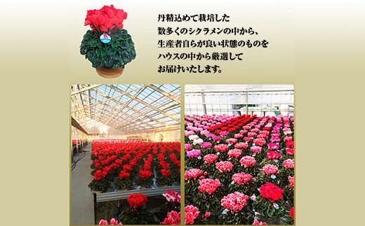 【先行受付】シクラメン フリンジ ピンク系 6号｜花ギフト 花苗 鉢植え【53850-005-04】