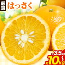 【ふるさと納税】 ＜1月より発送＞ 厳選 はっさく 選べる 3.5kg +105g 5.5kg +165g 10kg +300g 池田鹿蔵農園 日高町 《2025年1月上旬-3月末頃出荷》和歌山県 日高町 送料無料 はっさくみかん 八朔 はっさく ギフト【配送不可地域あり】