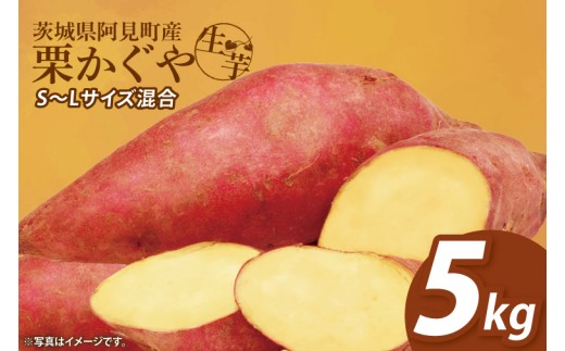 
                  【2026年1月中旬より順次発送】さつまいも くりかぐや5kg【甘藷 甘い さつま芋 サツマイモ 薩摩芋 茨城県産 茨城県 阿見町】(90-01)
                