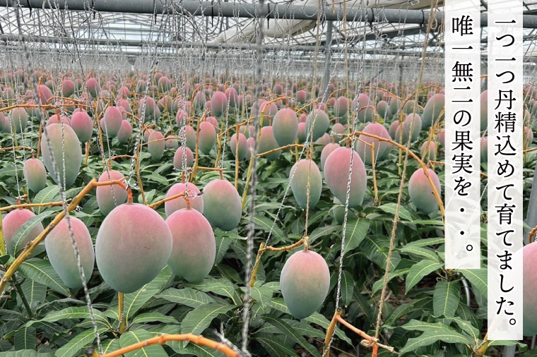 【2026年8月より順次発送】【KING KEITT MANGOl】特選プレミアムキーツマンゴー 1玉(約750g以上)｜マンゴー キーツマンゴー フルーツ 果物 くだもの 先行予約 贈り物 プレゼン