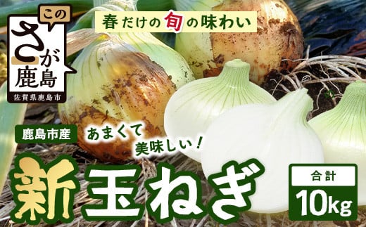 
            鹿島市産 新玉ねぎ 合計10kg B-842 たまねぎ 玉葱 サラダ 料理
          